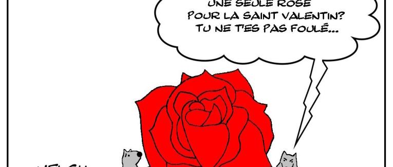 Une seule rose pour la Saint Valentin