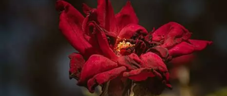 Folle fleur fanée