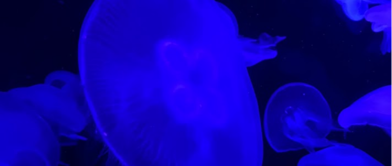 EroticArt, concours de nouvelles Plombières les Bains