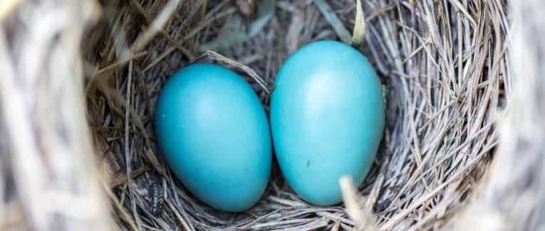 Testicules