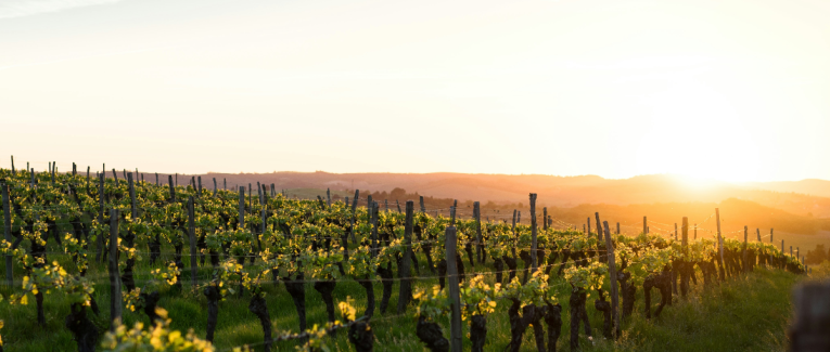 Vendanges