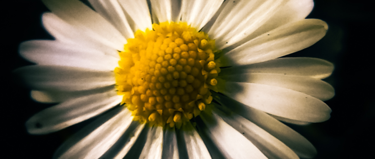 Marguerite