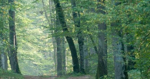 L'appel de la forêt