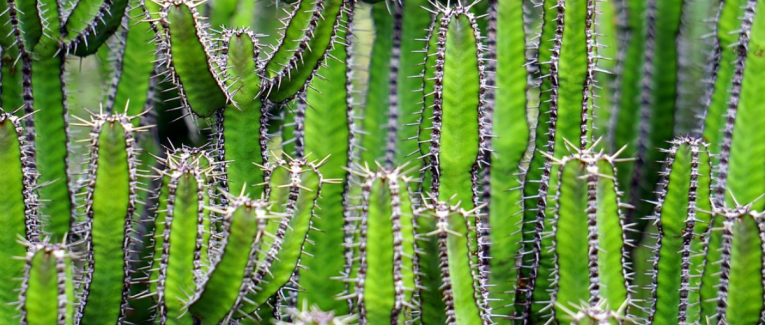 Cactus