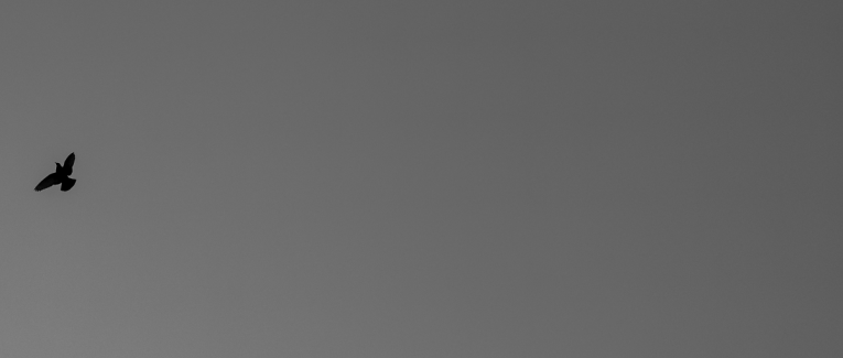 s'entremurmurer (v.)