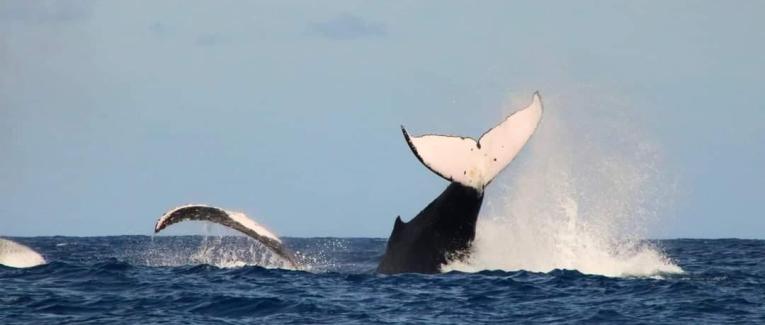 Swimming with Whales / Nager avec les Baleines