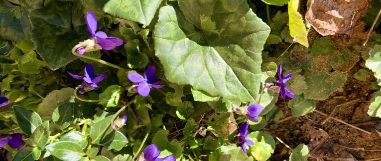 Votre bouquet du Dimanche 27 Février