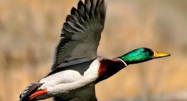 Je suis un Canard