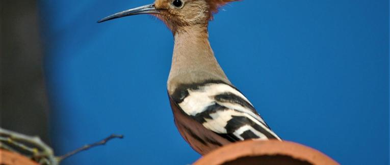 Les oiseaux migrateurs et le confinement