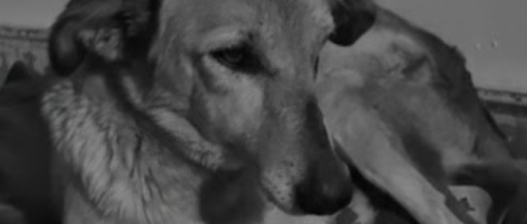 Le Regard d'une Princesse