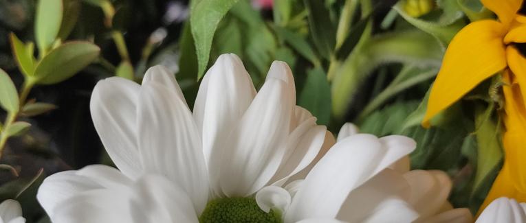 Le temps des bourgeons