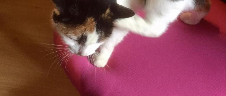 Parole de chat 2