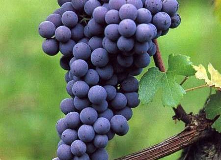 focus sur un cépage transalpin "Le nebbiolo"