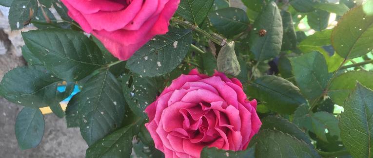 Le maître du jardin