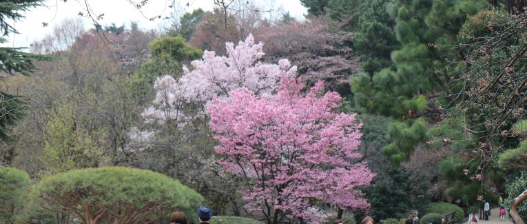 Jour 4, matin (Parc de Shinjuku)