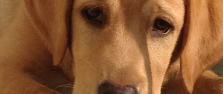 Haloha, réformée Chien guide d'aveugles