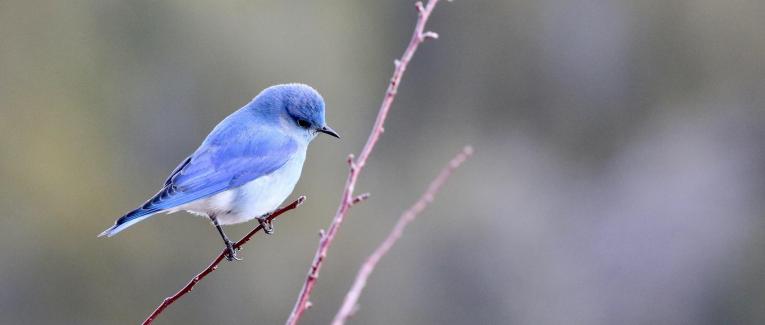 L'oiseau et le confiné
