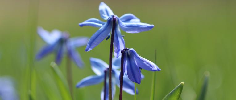 Virus et biodiversité