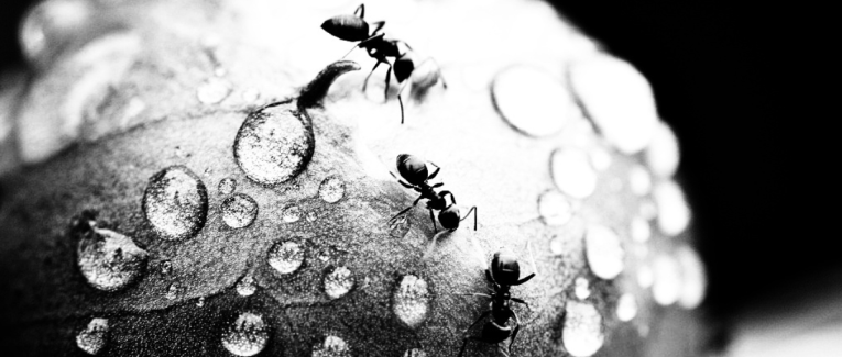 Episode 1 : Les fourmis