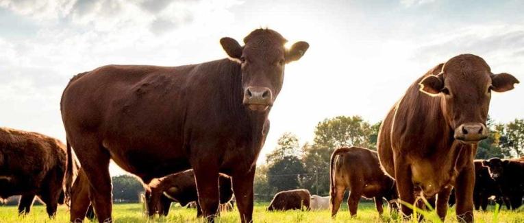 Vache