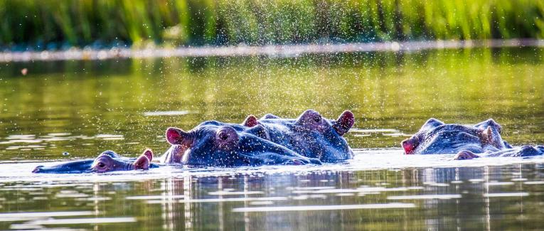 Photos d'Hippos
