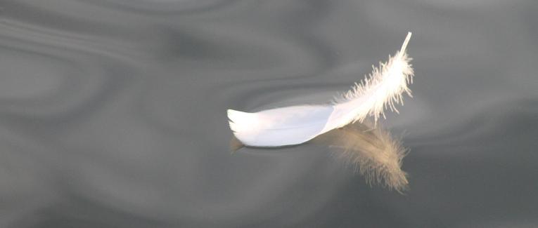 Ondes de Plumes