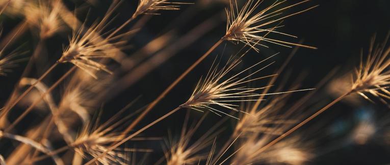 Brins de poésie au pied levé