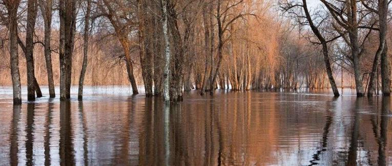 Une nature inondée