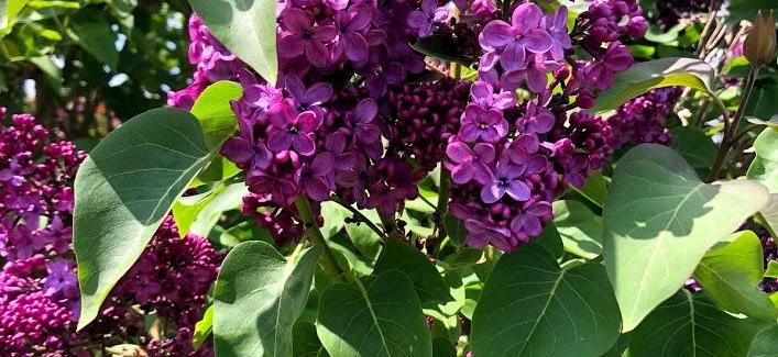 Confinée et vie d'après