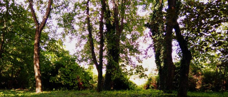 Könyves magazin pályázat