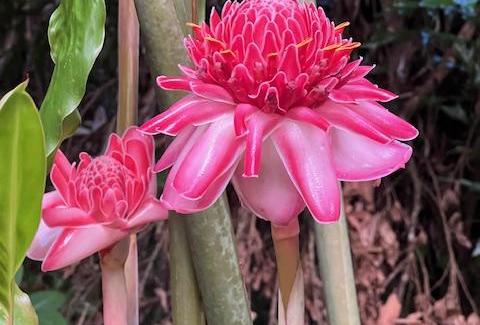 FLEUR: Concours RENAISSANCE#BoDLettre