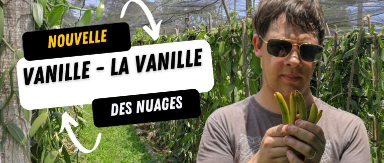 La vanille plus de 40 espèces au brésil