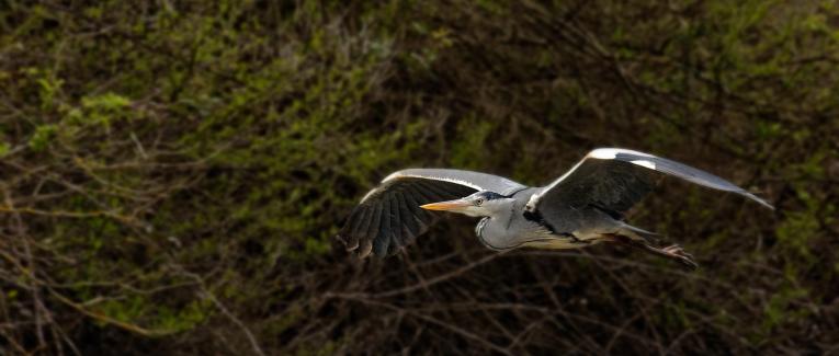 Au plus près de la nature