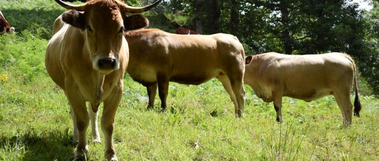 Les petites histoires