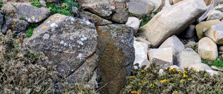 Le chien qui m'a appris à dire je t'aime