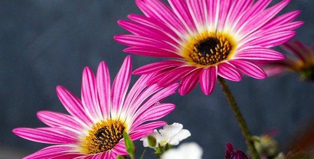 Le bien être et la naturopathie
