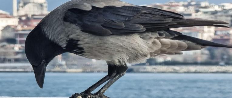 Like madness is the glory of this life