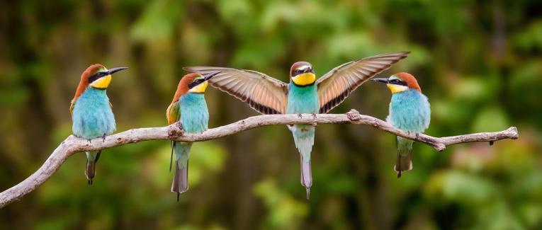 A quoi ressemblerait un monde sans oiseaux ?