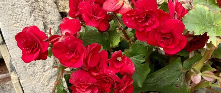 Les bouquets des Dimanches