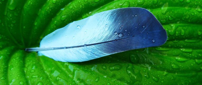 De la plume à la feuille