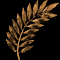 Ecirtap