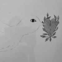 Plume De Colombe