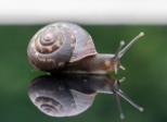 Escargot