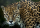 Le Jaguar