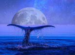Les baleines bleues ...