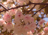 Avril 2014 : mon premier voyage au Japon