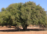 L'ARGANIER- l'arbre aux chèvres .....mais pas que