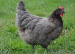Coucher les poules
