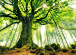 Les bienfaits avérés de la forêt ? Késaco ?