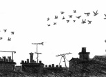 pigeons !